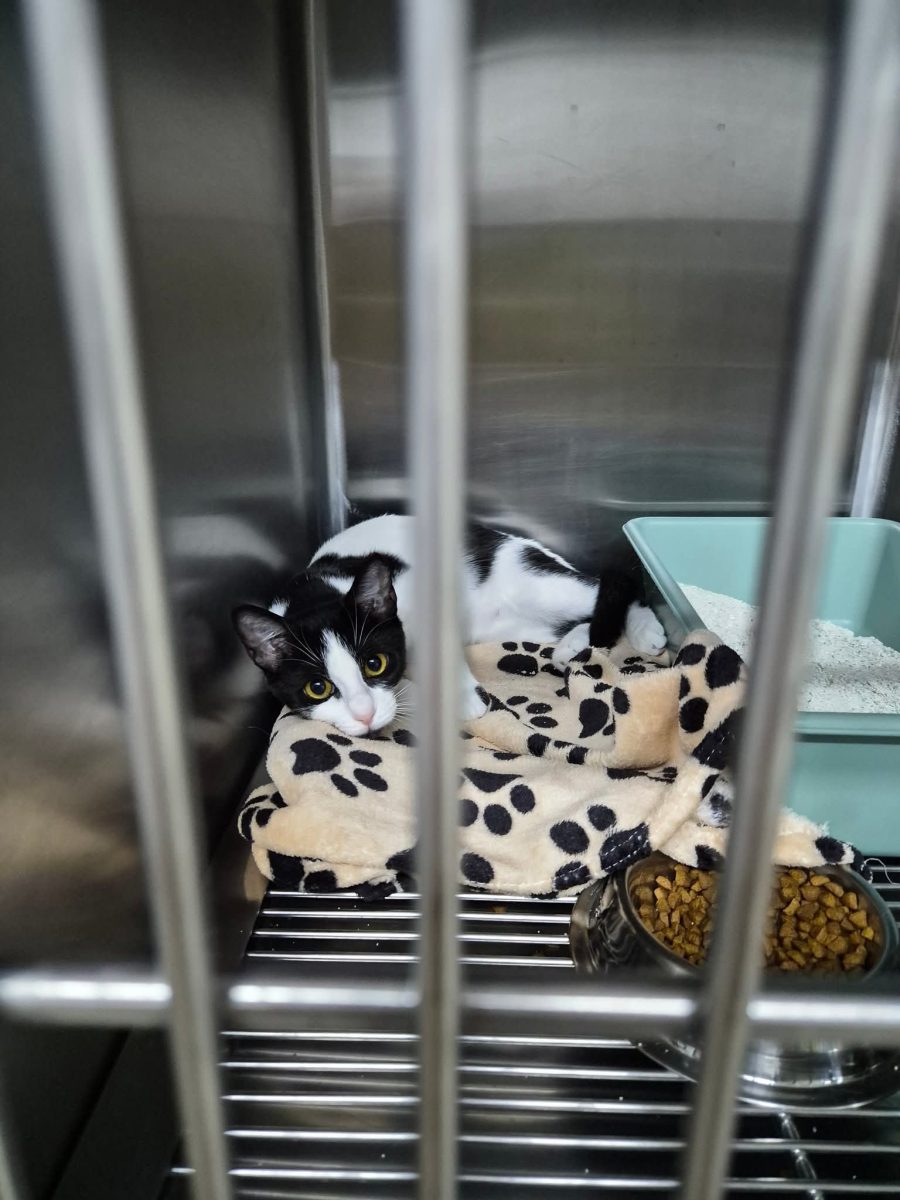 Adopții pisici
