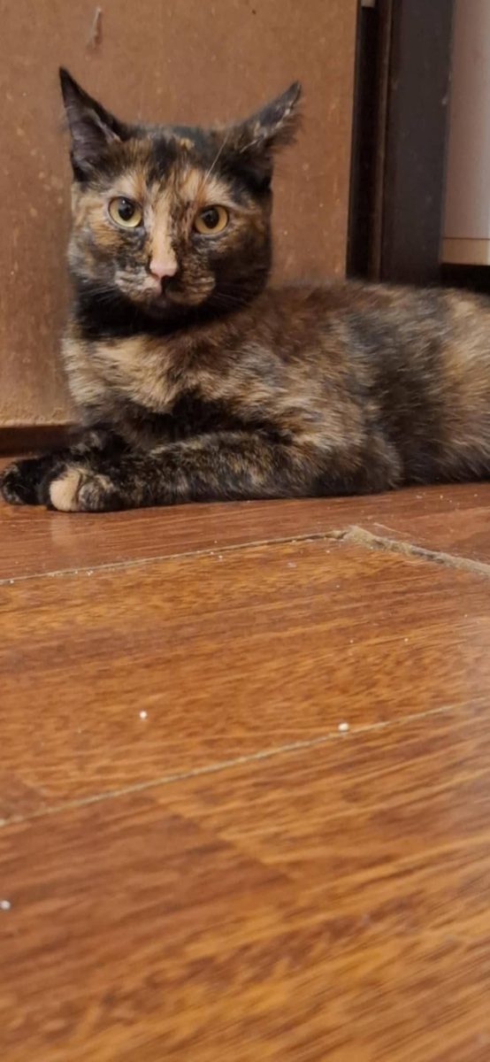 Adopții pisici