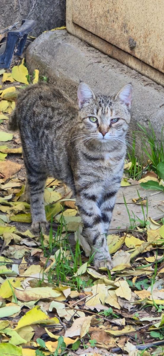 Adopții pisici