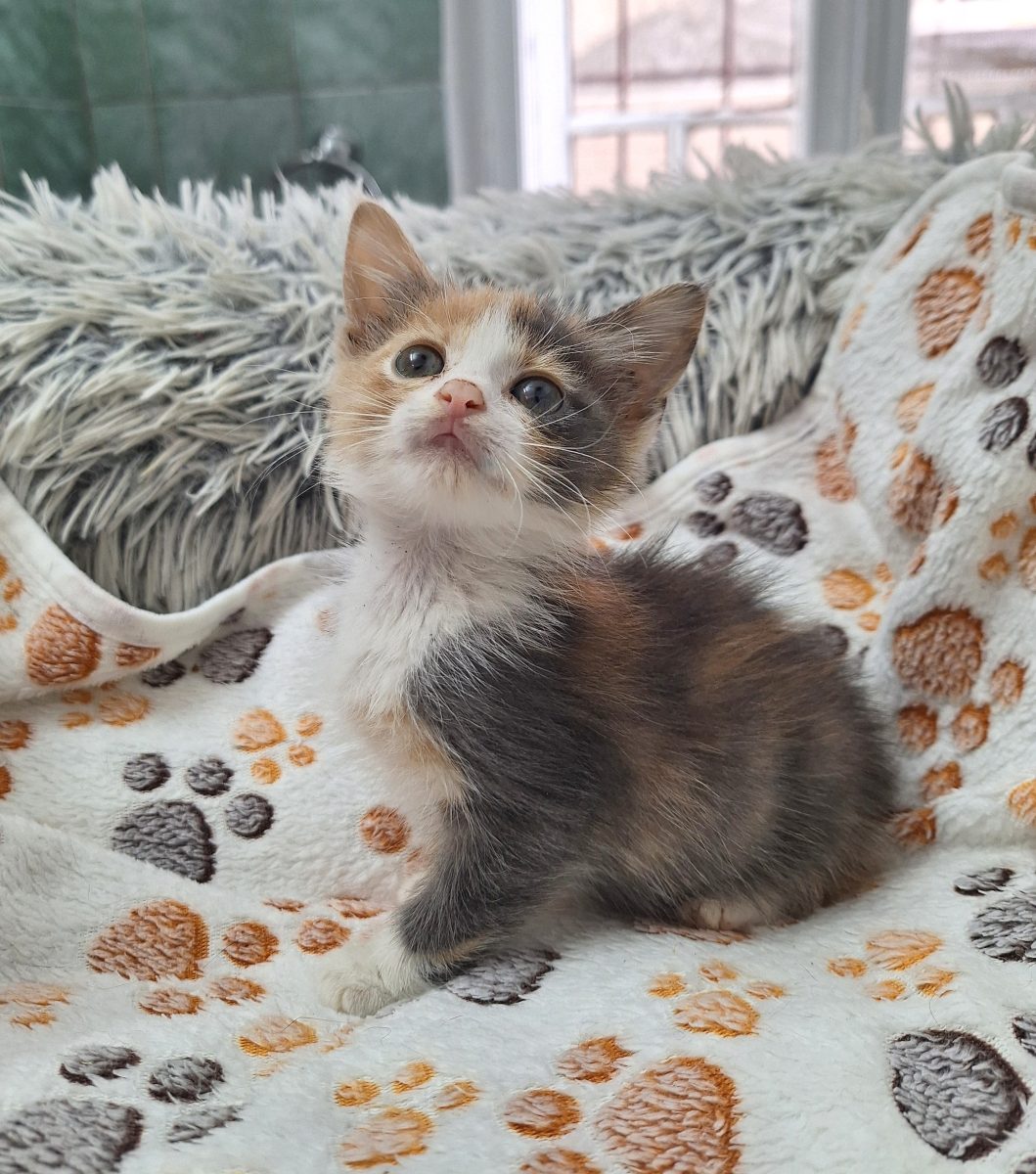 Ika îți încape într-o palmă. Adopt-o!