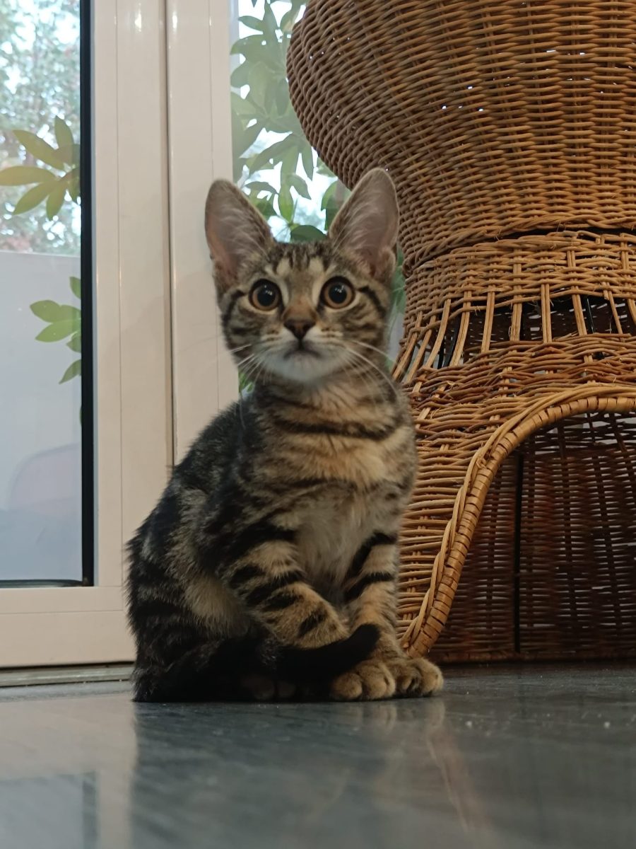 Naru, micul bengalez, te va convinge imediat să-l adopți