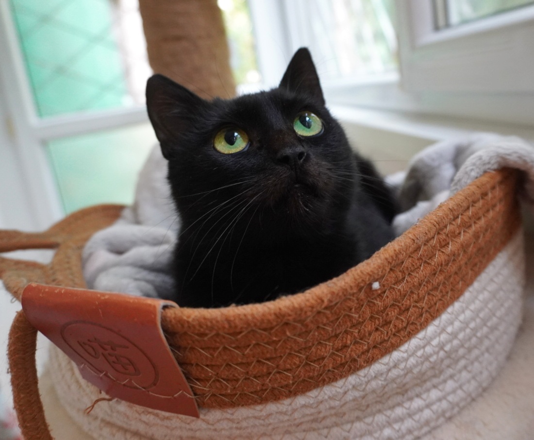 Robin chiar o să-ți fie recunoscătoare forever dacă o adopți
