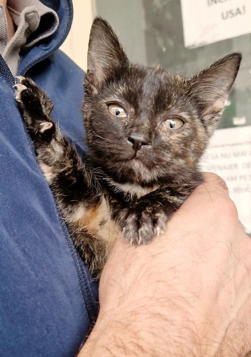 Torti isi cauta un om bun
