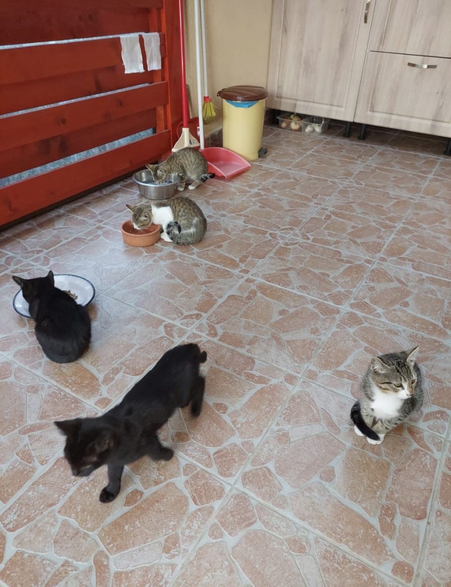 Am 5 pisicuti de 3 luni . Cautam stapini