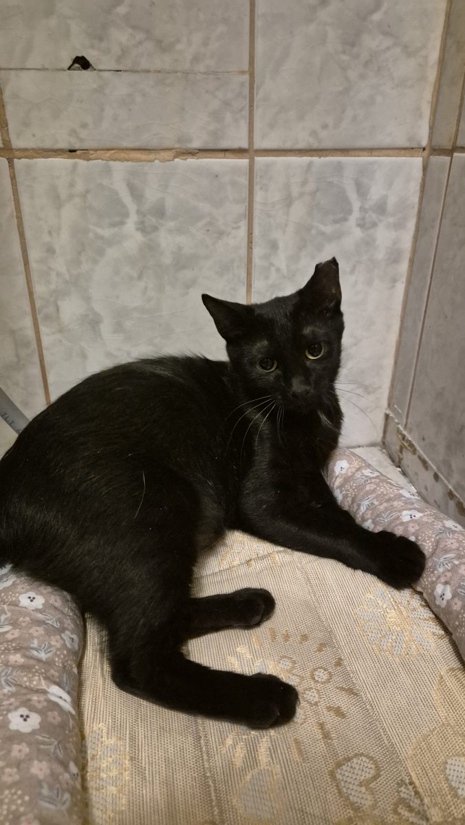 Blacky, panterua pt adoptie