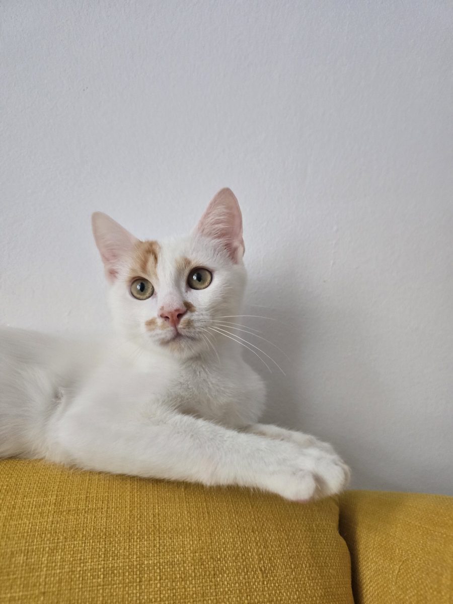 Ollie, cel mai blând și afectuos motănel caută căsuță