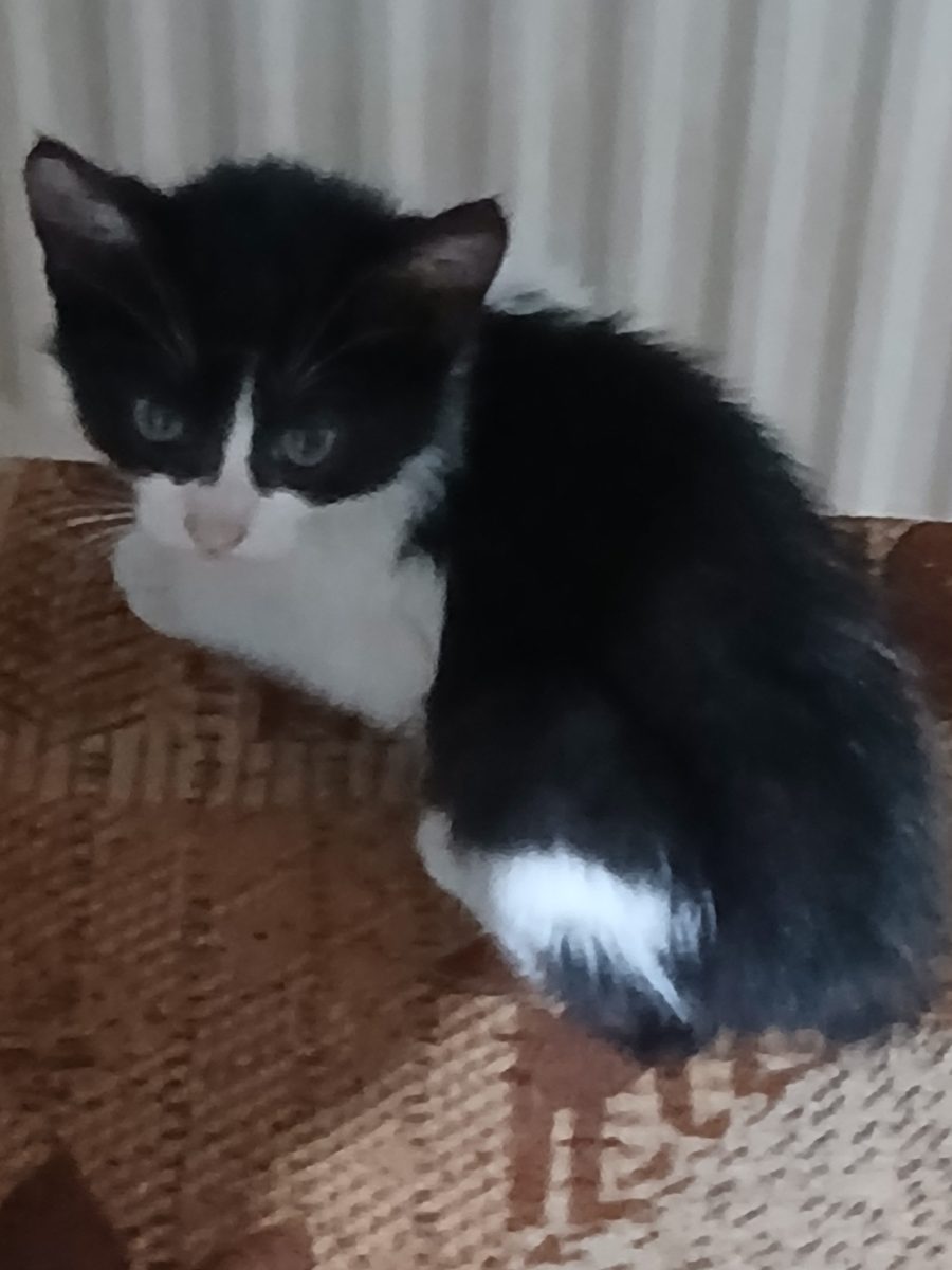 Donez 3 pui de pisică!