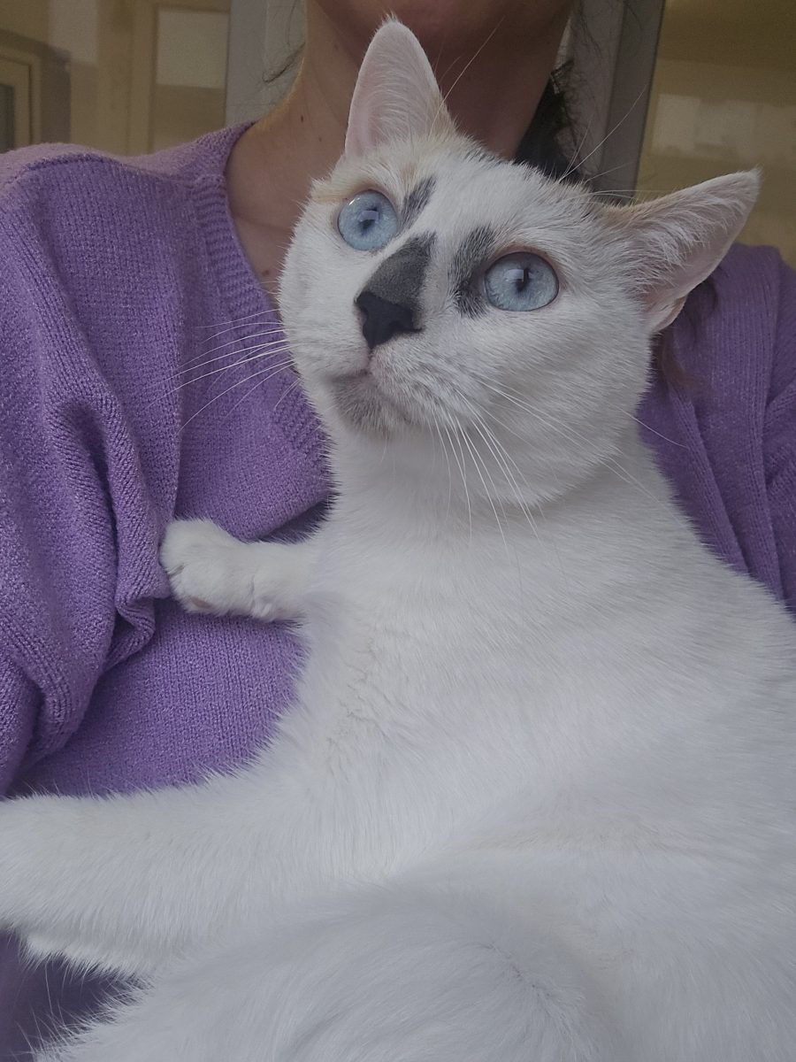 Agora își caută familie