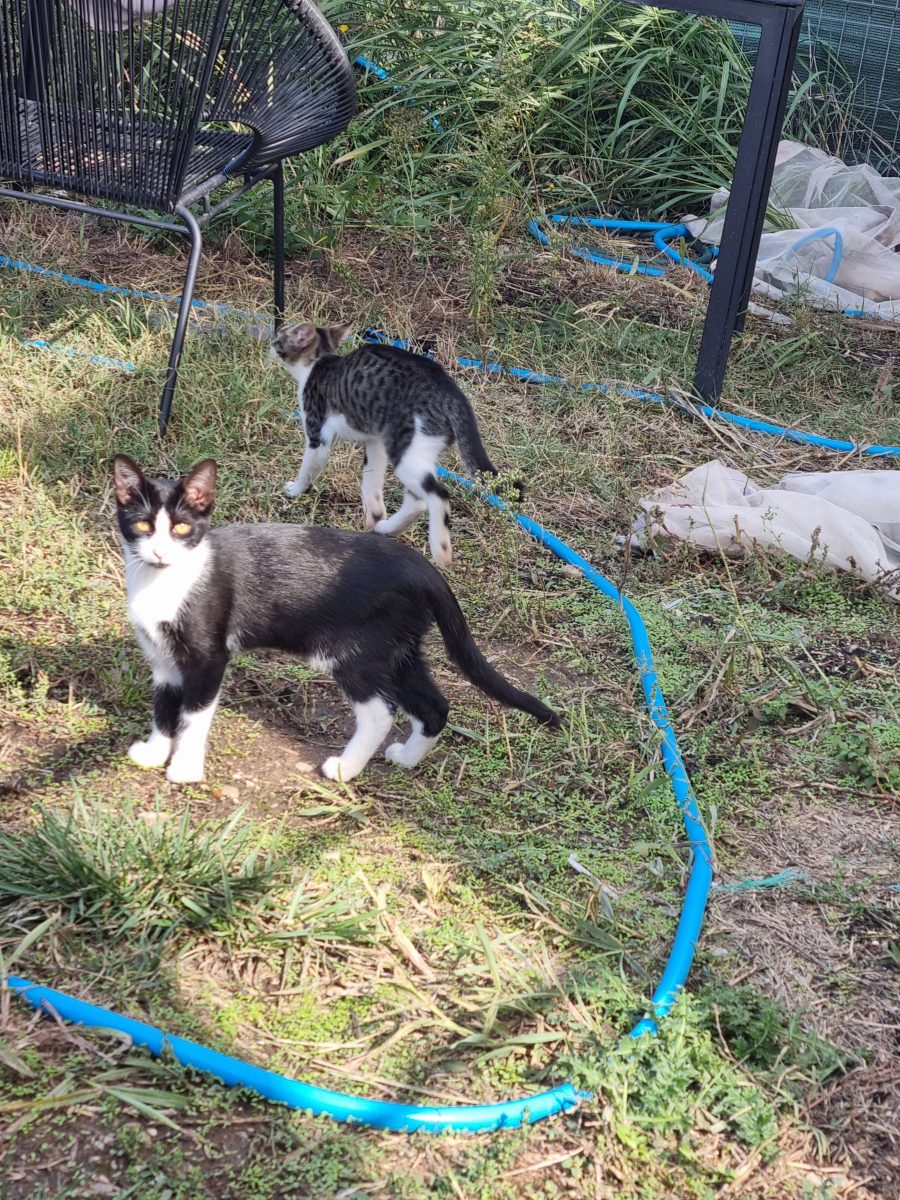 2 pisici crescuti in parcarea blocului, va rog adoptati