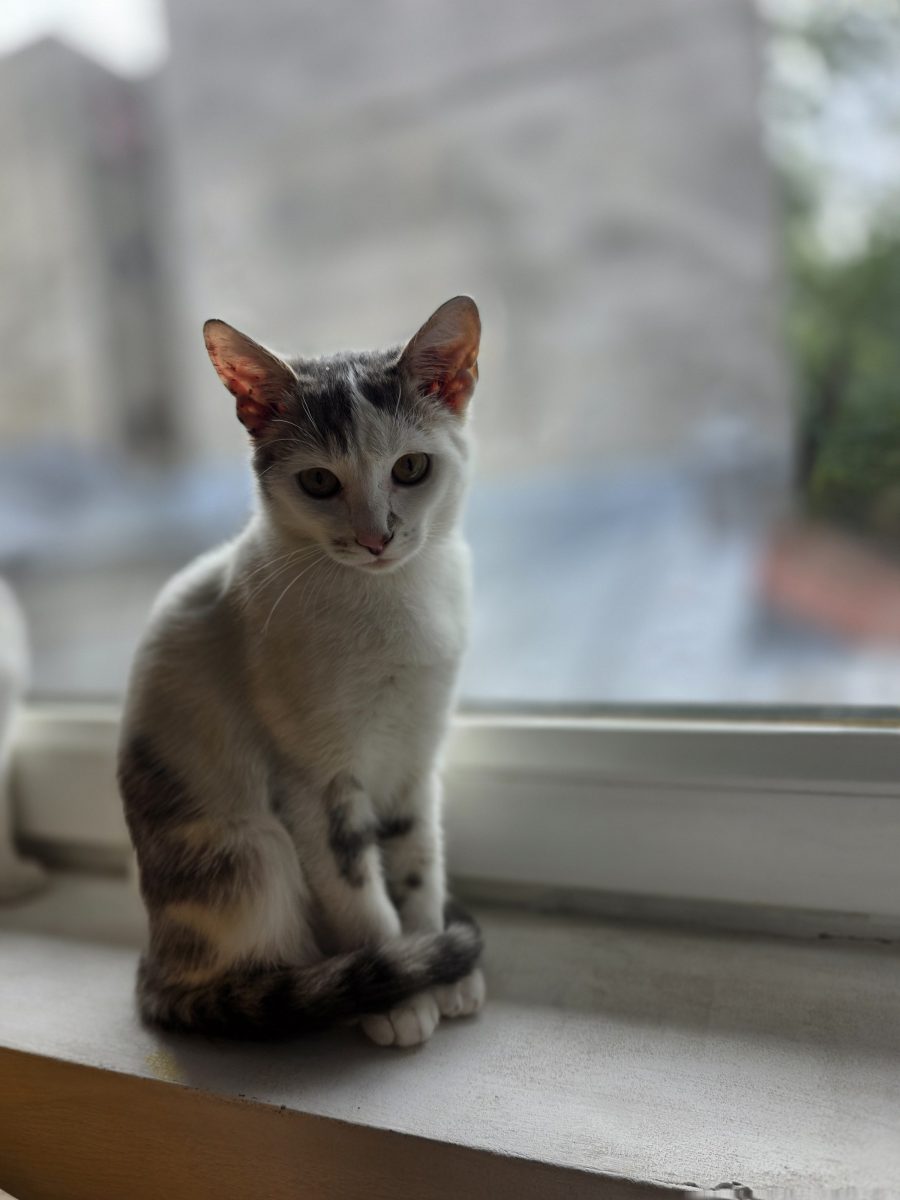 Două fetițe simpatice îşi caută căsuță