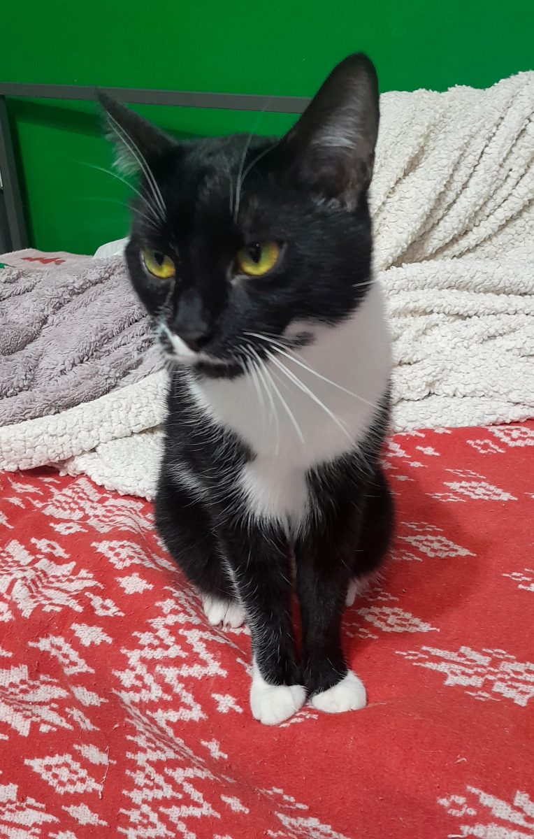 Adoptie pisica neagra Andrada