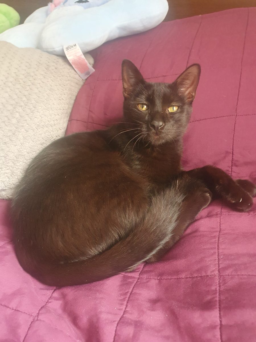 OFER SPRE ADOPȚIE PISICĂ ADORABILĂ, GĂSITĂ ÎN BUCUREȘTI/TEI