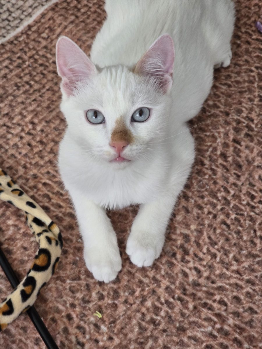 Maru, luptătorul caută familie