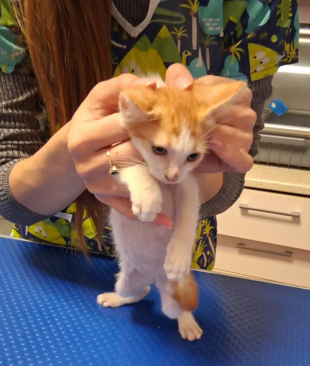 Mousse, motanel roșcat cu alb