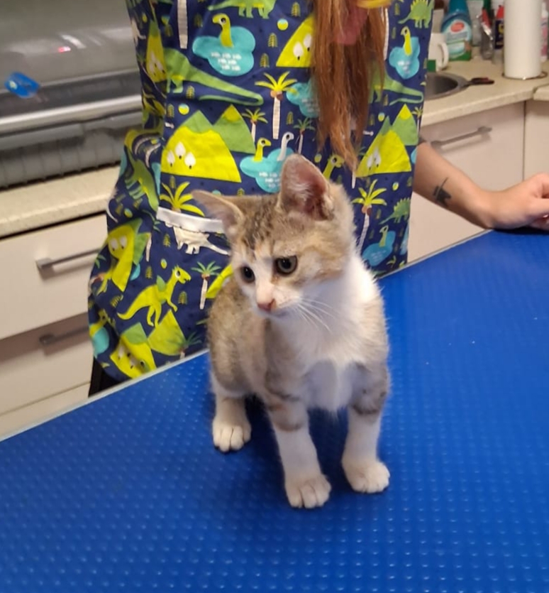 Griut pentru adoptie
