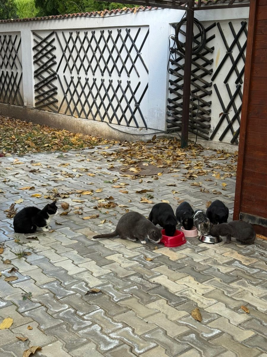 Pisici spre adopție