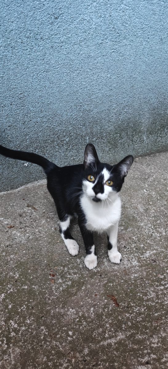 Pisicuta gata de luat acasa!❤️