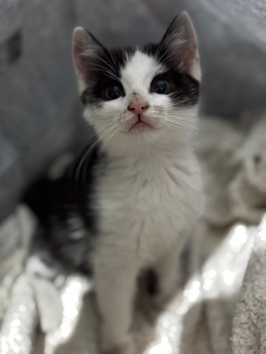 Adopție pisici