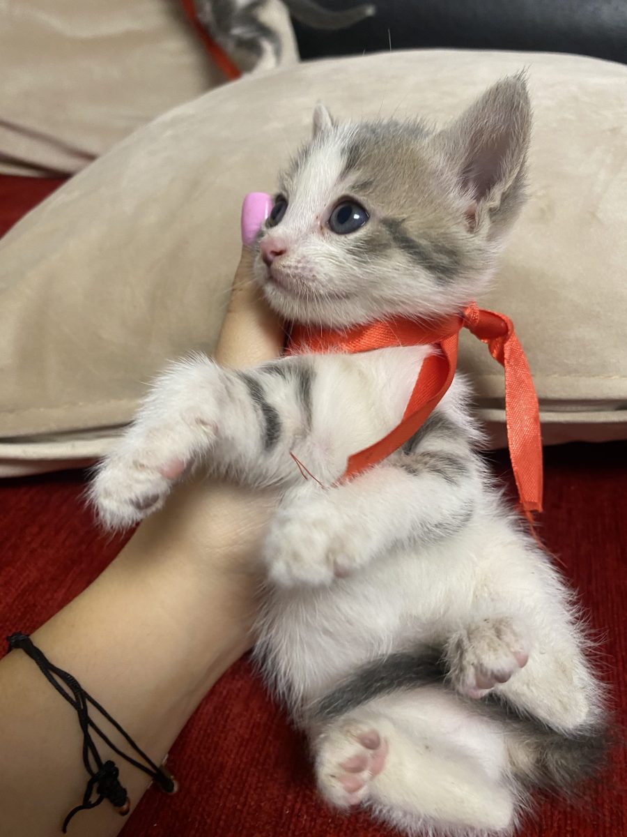 Pui spre adoptie