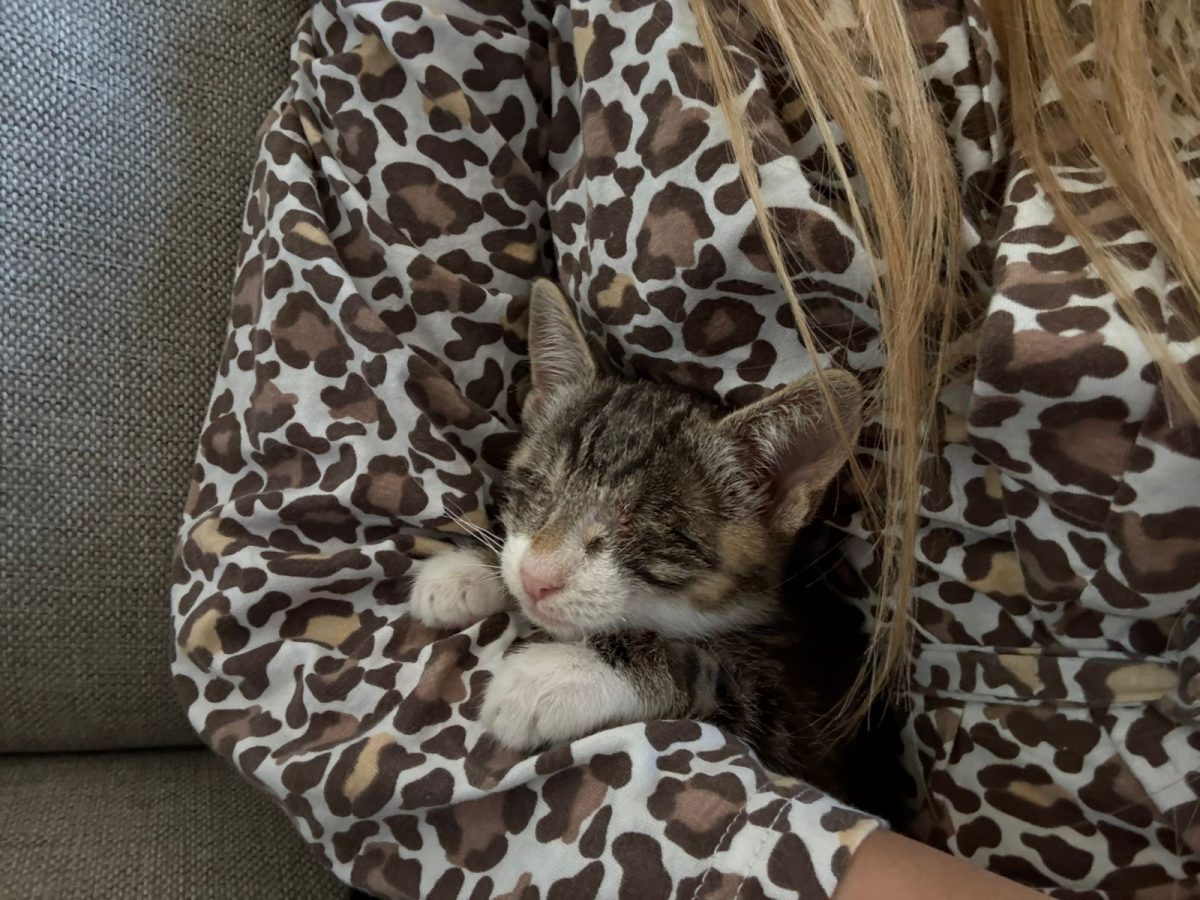 Pisicuță specială spre adopție