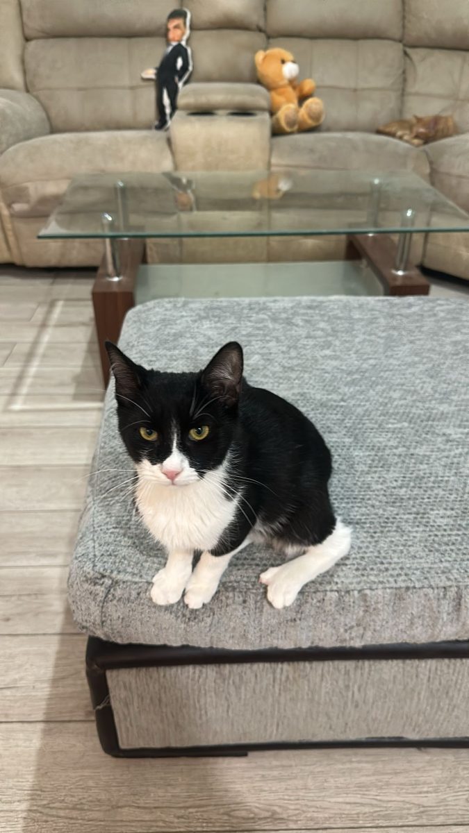 ⭐️PURRITO ADORABIL SALVAT DE PE STRADA – PT ADOPTIE URGENTA IN BUCURESTI💎
