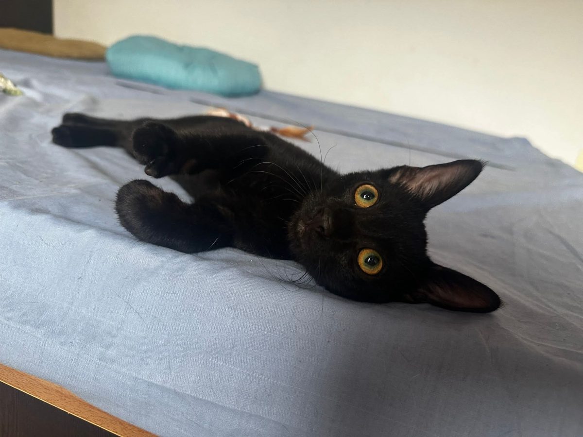 ⭐️ ️2 Baietei negri extrem de pupaciosi  pt adoptie urgenta in București✨️