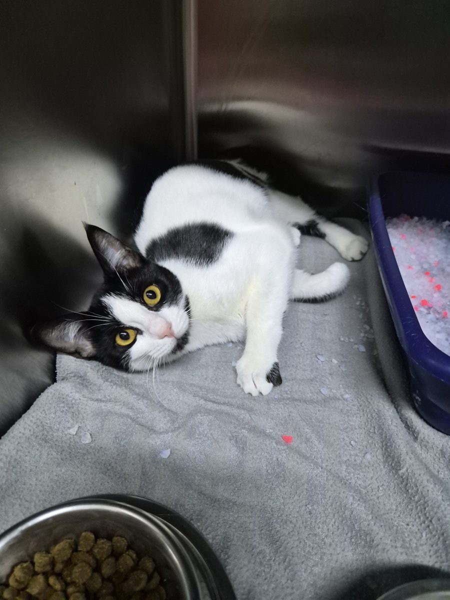 ✨️ Purrita pt adoptie urgenta in București 🧡