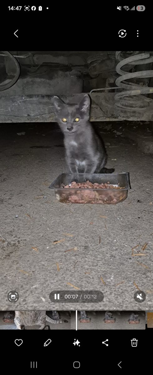 🍁URGENTA NEVOIE DE ADOPTIE IN BUCURESTI