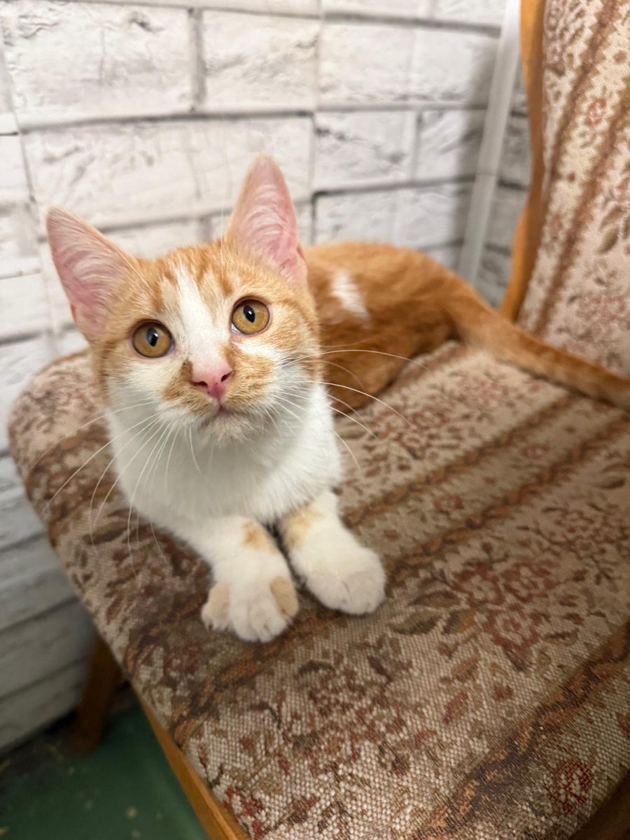 🧡 Marley, motănel 4 luni