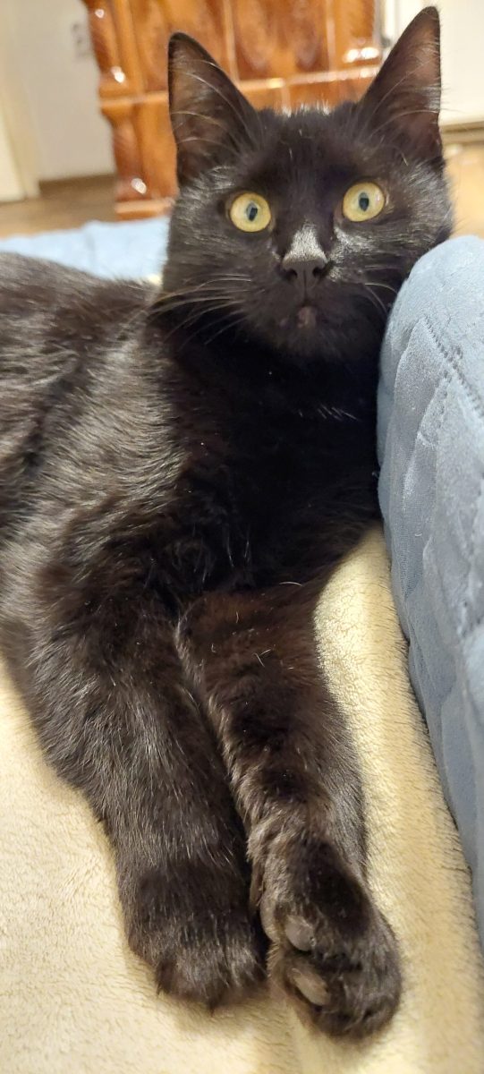 Adopție