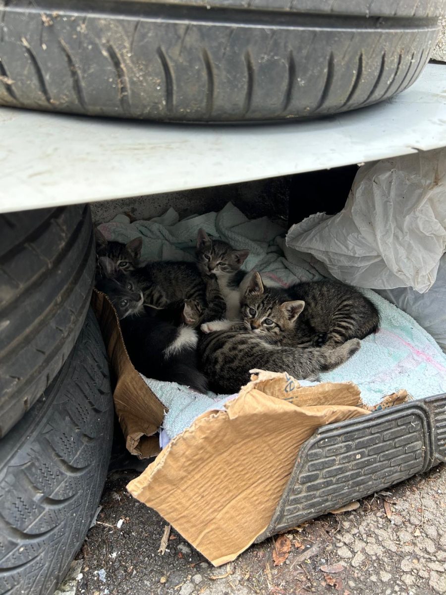 5 Puiuti fara adapost,cautam parinti🐱