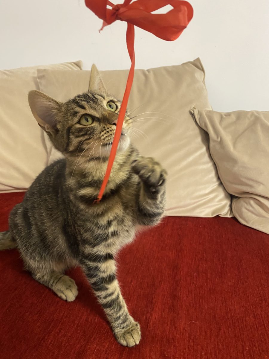 Motan tărcat