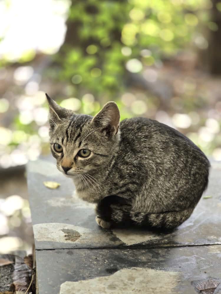 Motanel adoptie