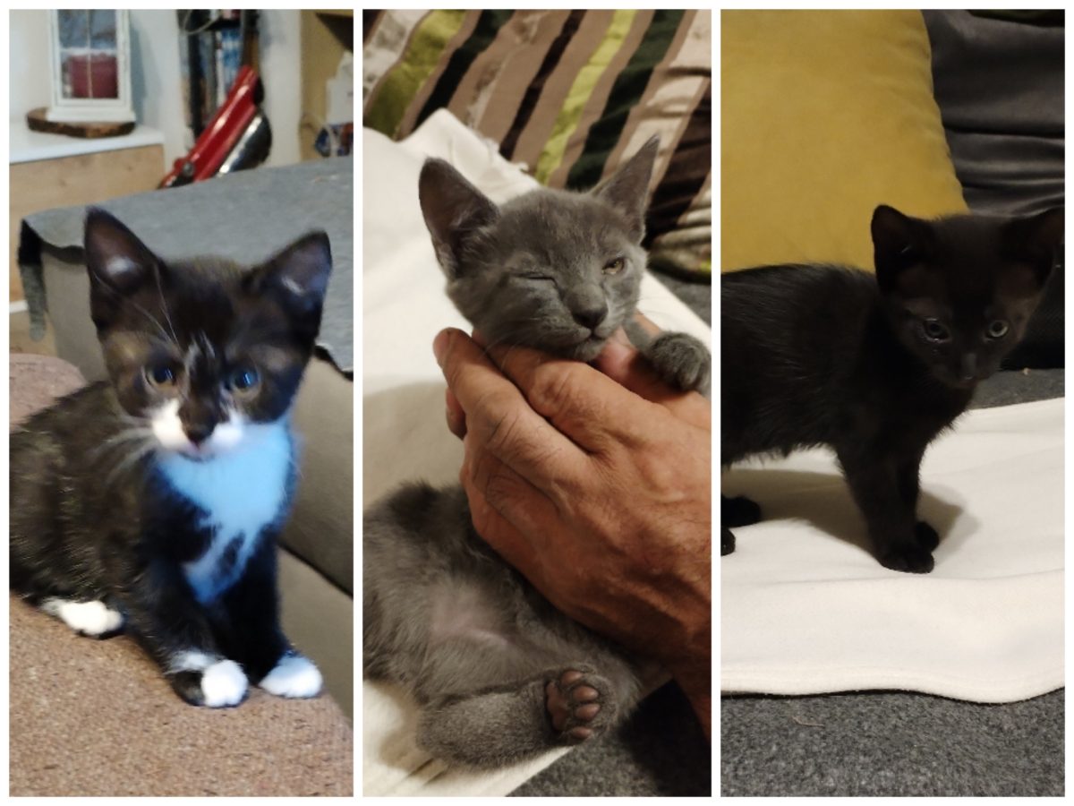 Trei pufosenii pentru adopție în Bucuresti