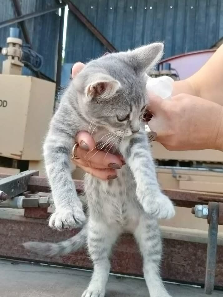 Urgent, a venit frigul, puiuți abandonați!