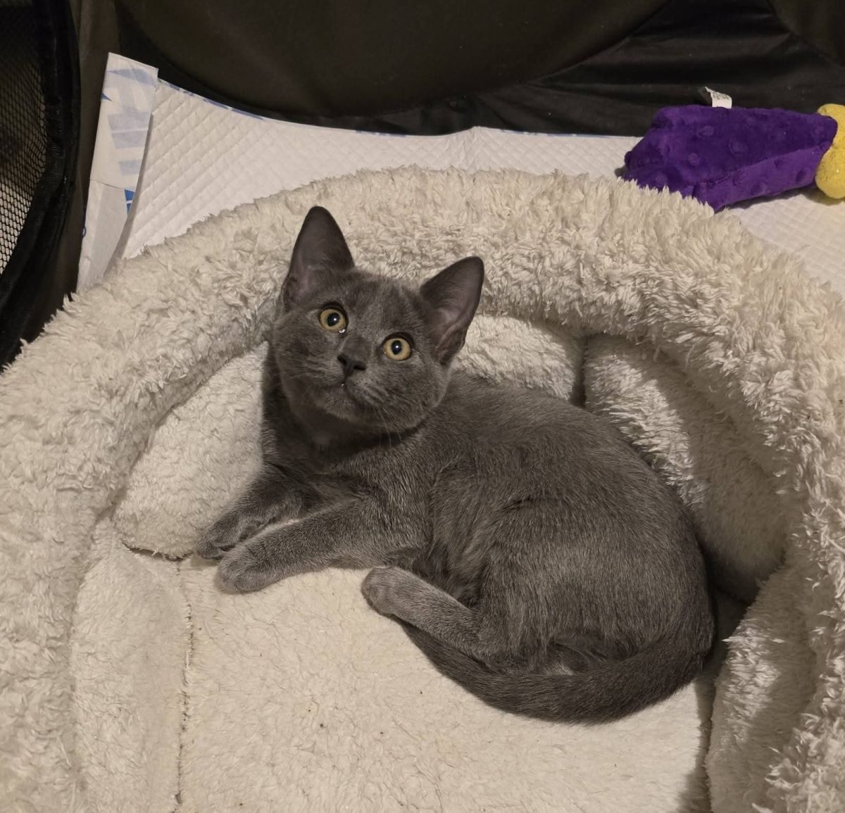 Kitana și Rudi își caută familie