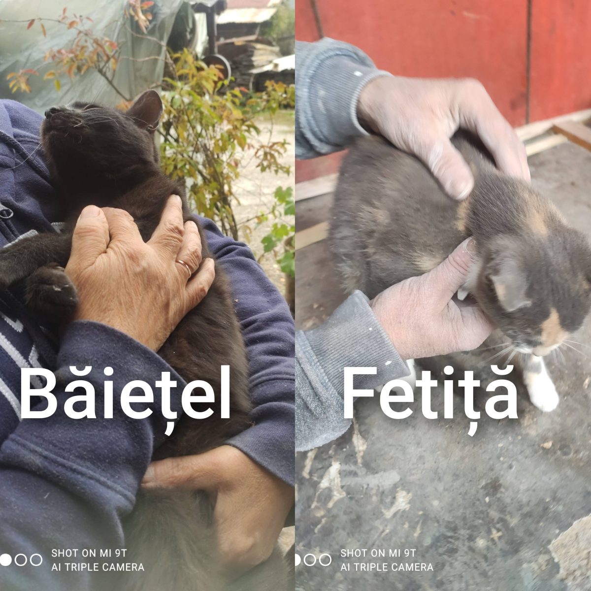 Urgent, puiuți abandonați, a venit frigul!