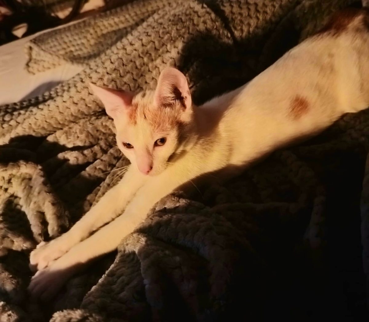 Adoptie pui de pisica Mocenicii