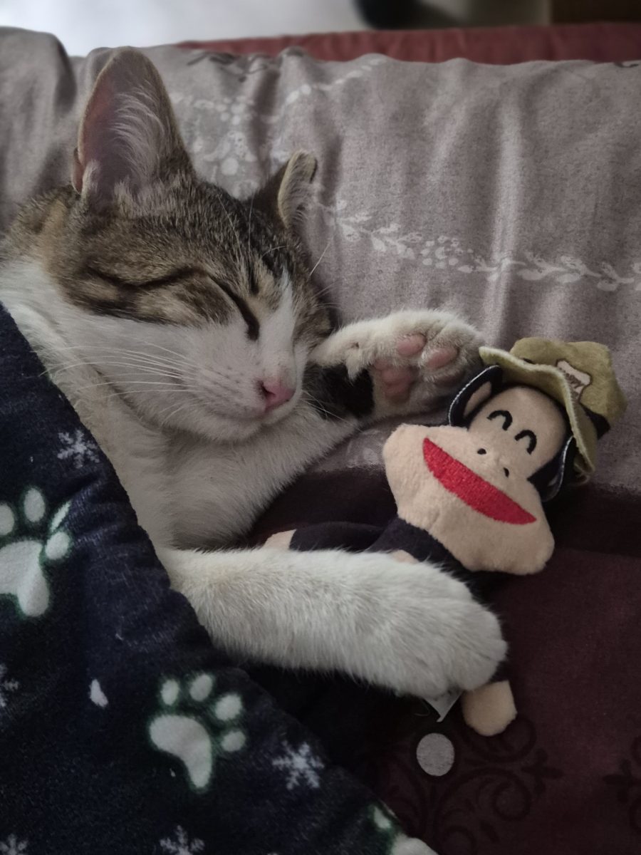 Motanel de aproape 6 luni pentru adoptie