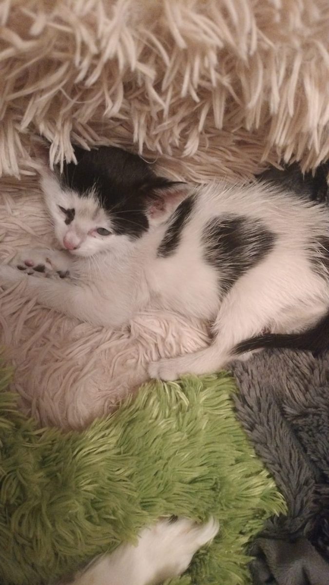 Pisicuța pentru adopție