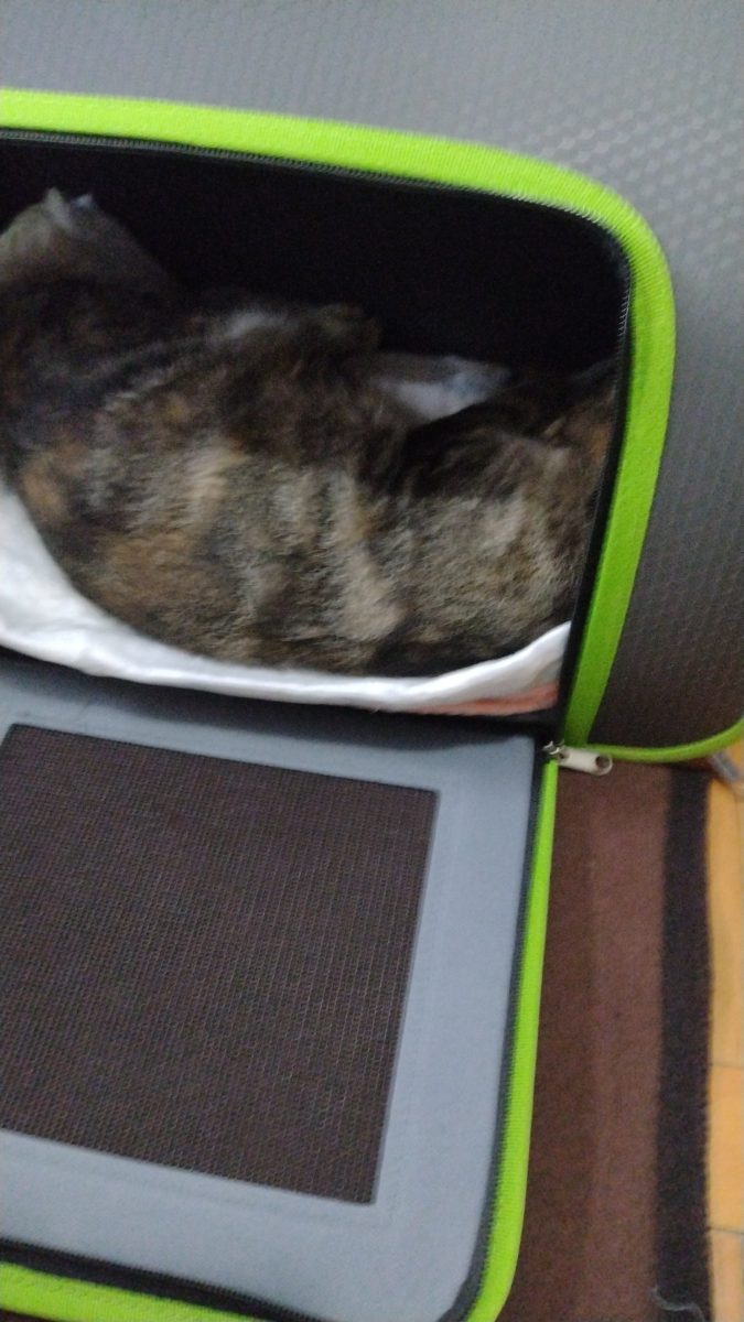Pisicuțe frumoase pentru adopție !