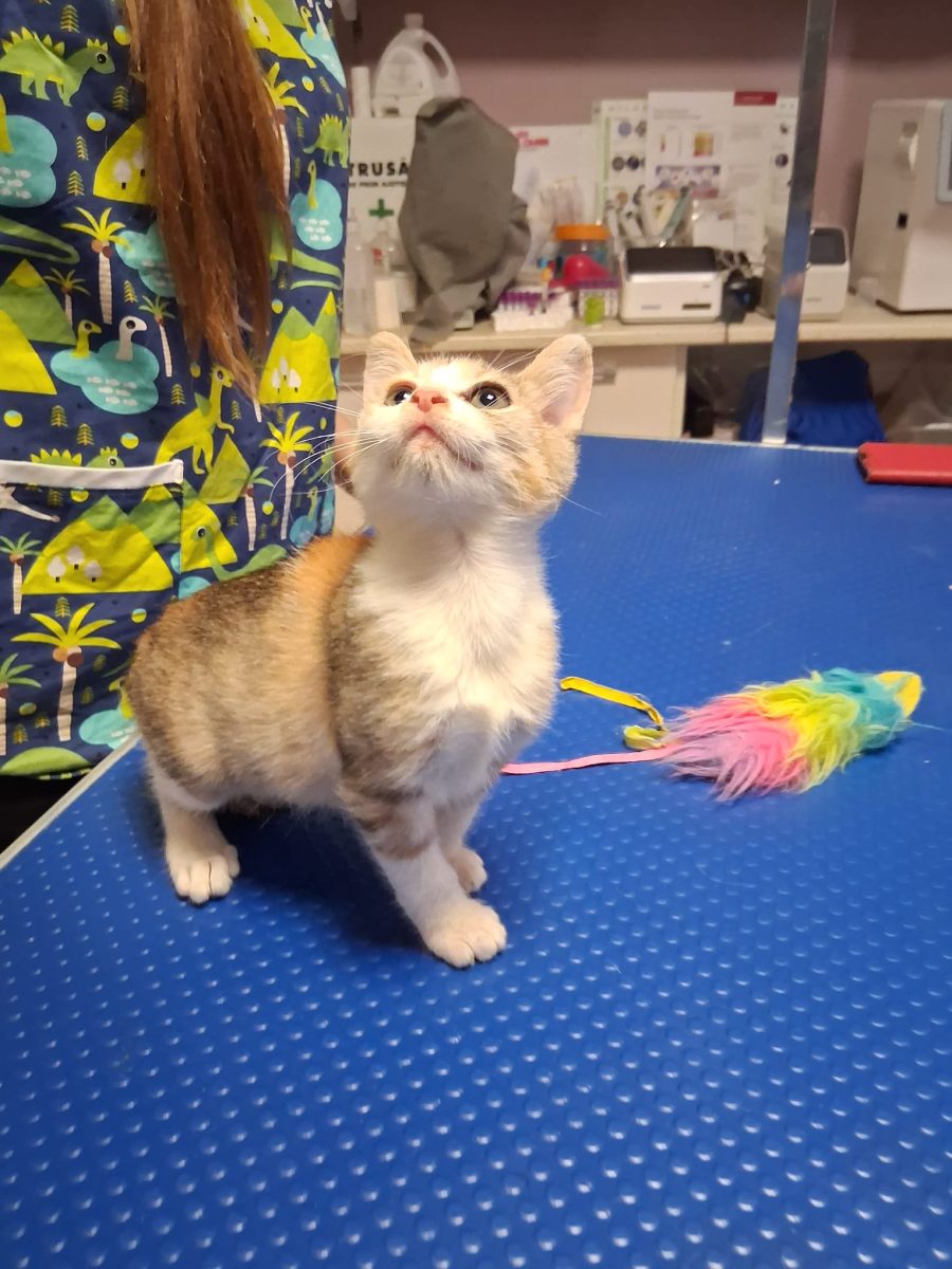 Pisicuta calico, 2 luni, pentru adopție București