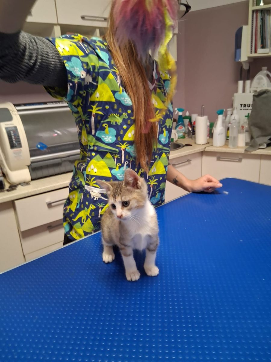 Motanel gri tigrat pentru adopție în București