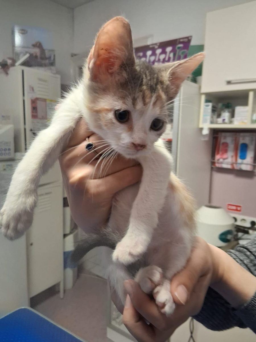 Pisicuță calico, 2 luni, Bucuresti