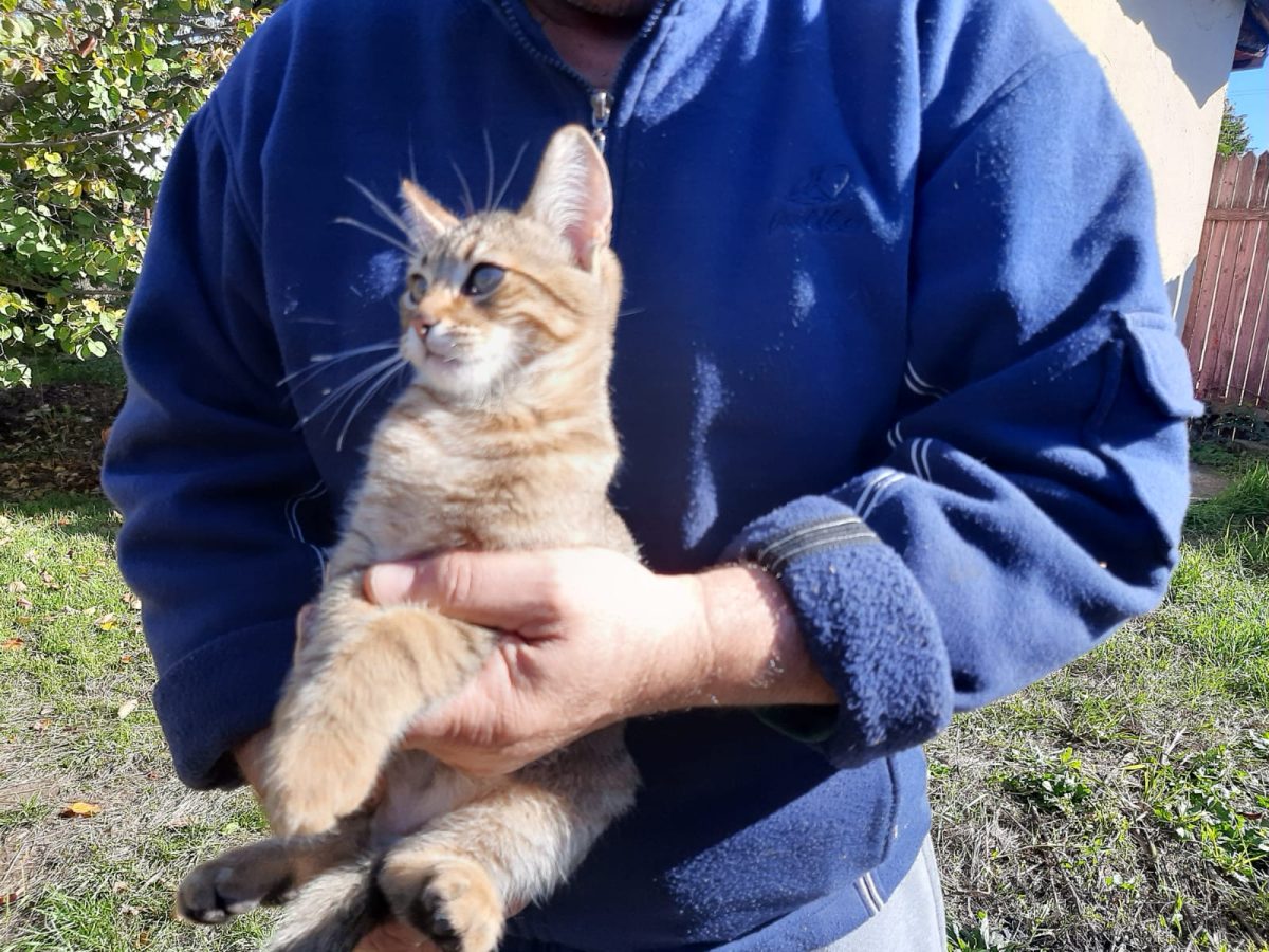 Motănel frumușel de 3 luni pt adopție