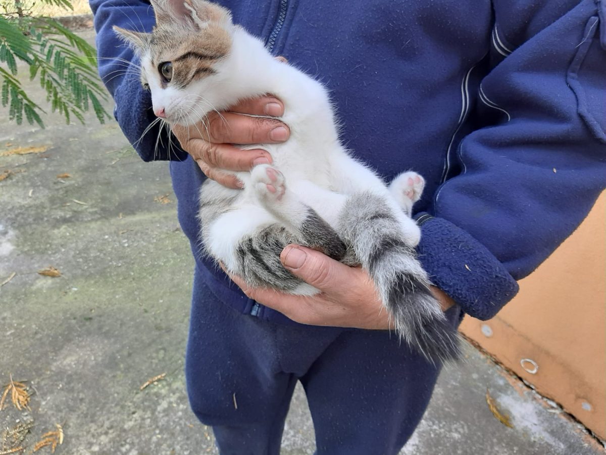 Pisoi de 3 luni cauta cămin iubitor
