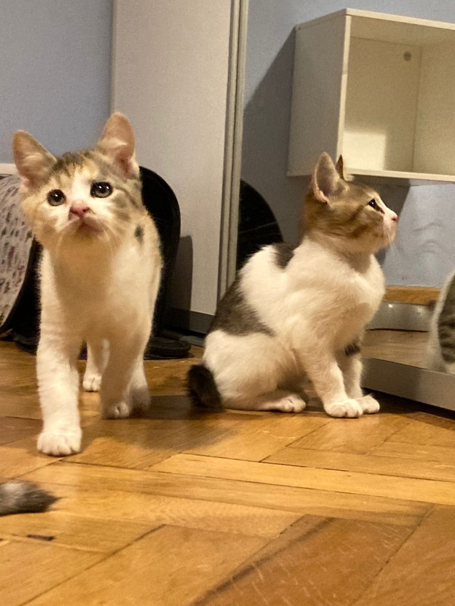 Molly pentru adopție