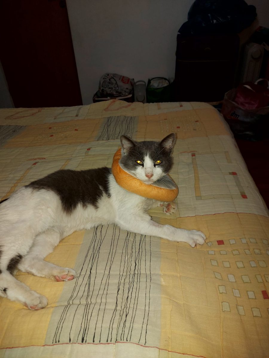 Motanel iubitor cauta camin urgent!