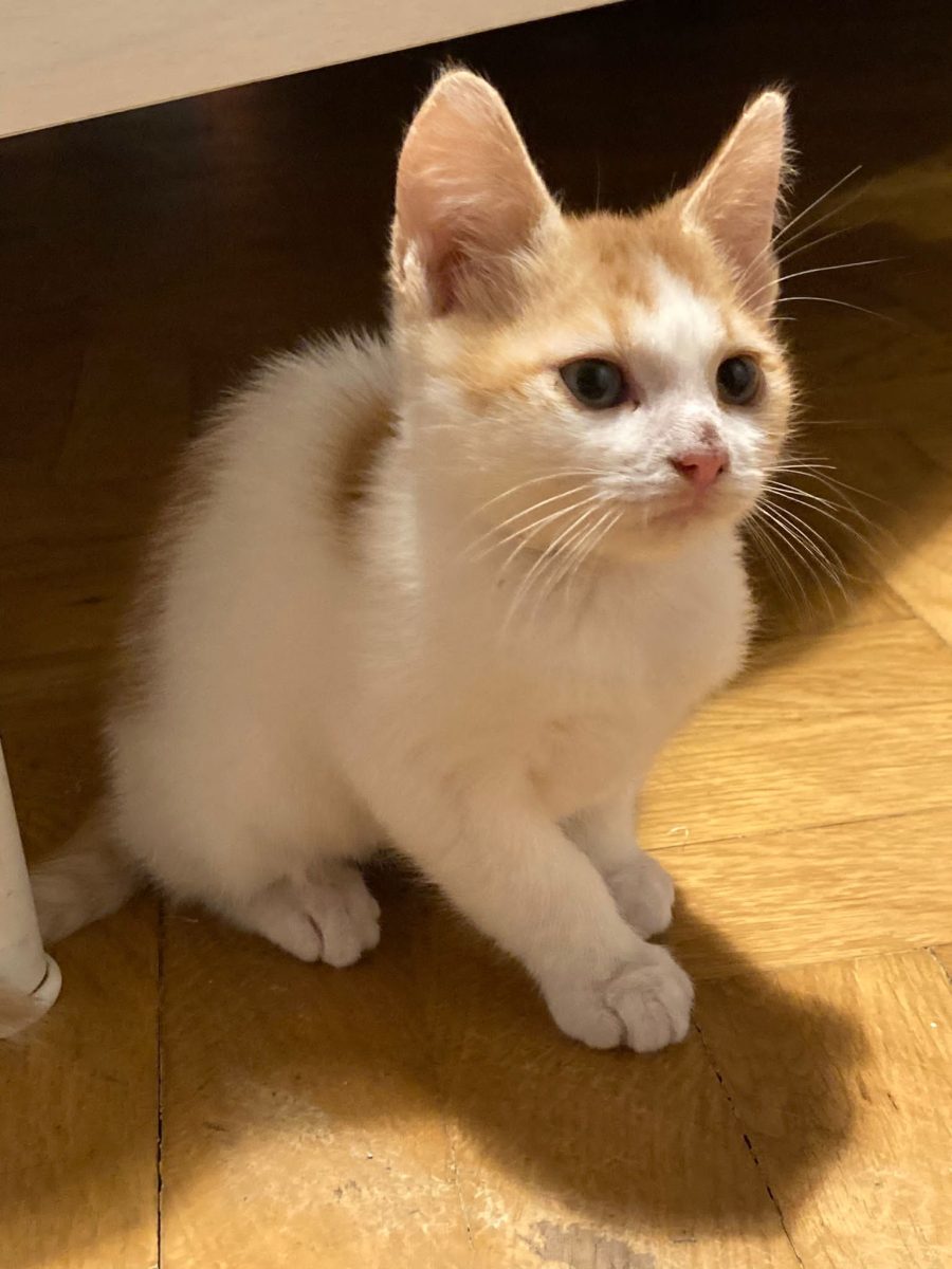 Mousse pentru adopție în București
