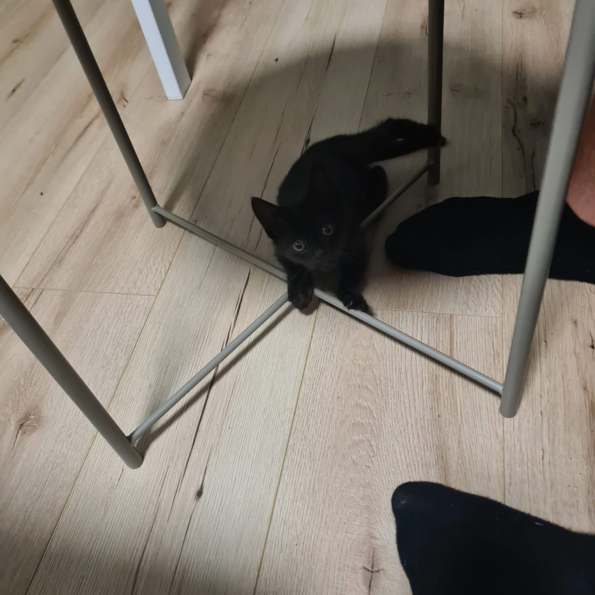Pisică spre adoptie